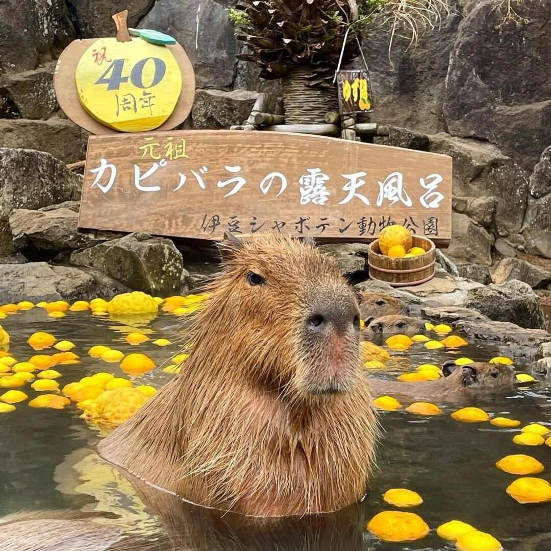 伊豆高原 温泉付別荘 ISANA Mountain Villa Futo 外观 照片